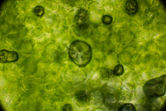 Biosp&auml;hre der micro welten