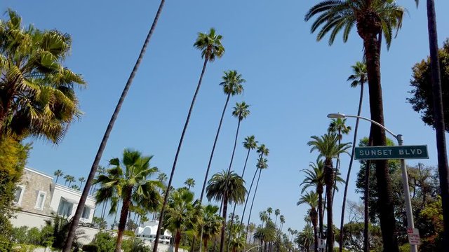 The Palm trees of Beverly Hills