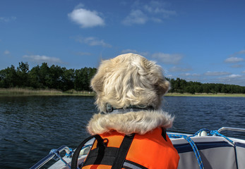 Golden na Mazurach  © Piotr Czerkawski