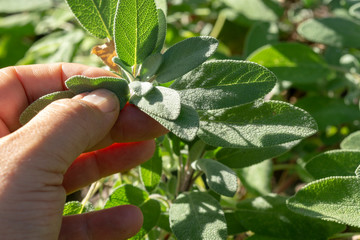 Common Sage (Salvia officinalis) aromatic herb and spice. Hand pick up salvia plant