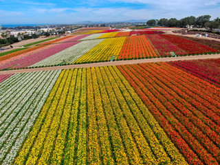 Aerial view of Carlsbad Flower Fields. tourist can enjoy hillsides of colorful Giant Ranunculus...