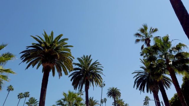 Palm Tree Alley - typical for Beverly Hills