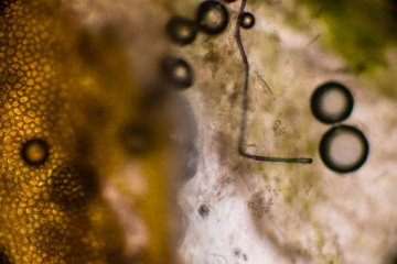 Bio Mikro Welt der Kleinsten Dinge