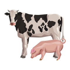 cow with pig