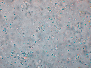 Bio Mikro Welt der Kleinsten Dinge