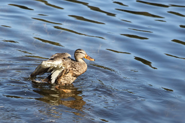Stockente / Mallard / Anas platyrhynchos..