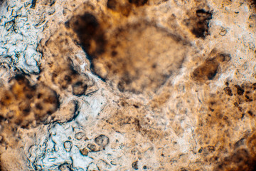 Bio Mikro Welt der Kleinsten Dinge
