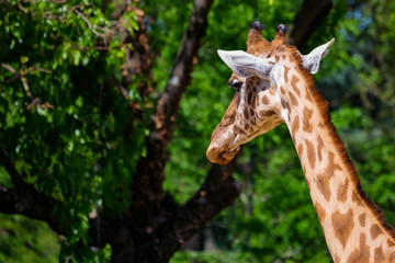 Close up head of Kordofan giraffe or camelopardalis antiquorum