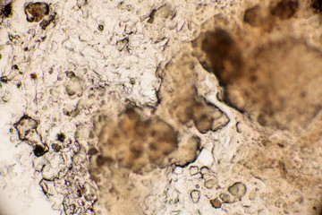 Bio Mikro Welt der Kleinsten Dinge