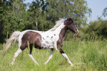 Lewitzer Pony © Ines Hasenau