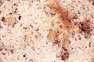 Bio Mikro Welt der Kleinsten Dinge