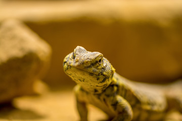 Zootiere