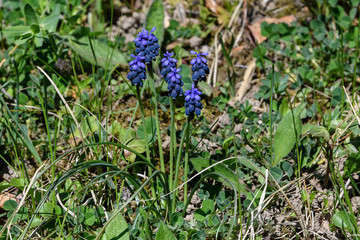 Close up of a group of fresh blue flowers of Muscari neglectum or common grape hyacinth in a garden in a sunny spring day, floral background