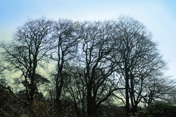 Fototapeta na wymiar Woodland and Trees.