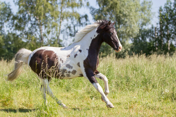 Pferde hübsches Lewitzer Pony galoppiert auf einer Weide im Sommer Schecke Pinto bunt zierlich 