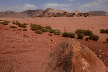 Gr&uuml;ne Str&auml;ucher in der Sandw&uuml;ste des Wadi Rum