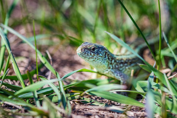 Portrait of happy quick lizard in grass