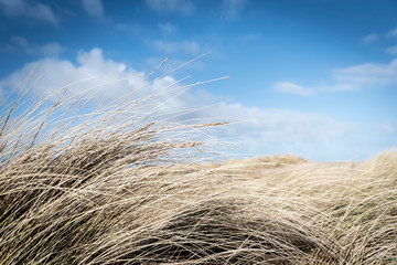 field and blue sky