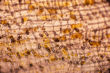 Bio Mikro Welt der Kleinsten Dinge