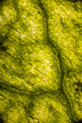 Bio Mikro Welt der Kleinsten Dinge