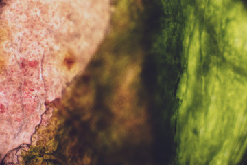 Bio Mikro Welt der Kleinsten Dinge