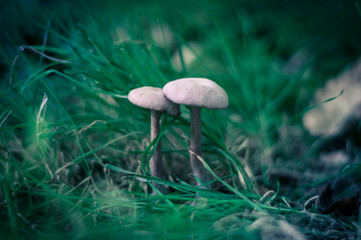 mushroom in the forest