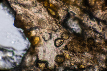 Bio Mikro Welt der Kleinsten Dinge