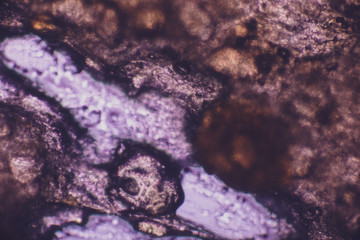 Bio Mikro Welt der Kleinsten Dinge