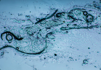 Bio Mikro Welt der Kleinsten Dinge