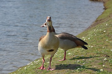 Gęsiówka (Gęś) Egipska © Iwona