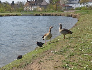 Gęsiówka (Gęś) Egipska © Iwona