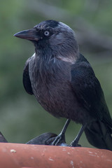 crow on a tree