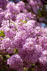 purple lilac in the garden