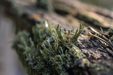 Moss and lichen