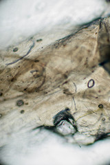 Bio Mikro Welt der Kleinsten Dinge