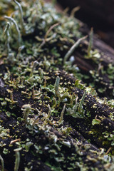 Moss and lichen