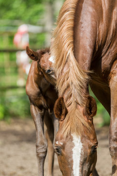 Fuchsfohlen Stute Warmblut