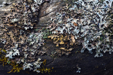 Moss and lichen
