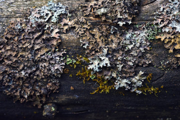 Moss and lichen
