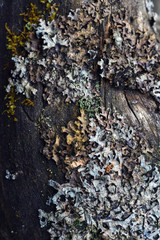 Moss and lichen