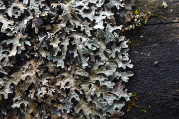 Moss and lichen