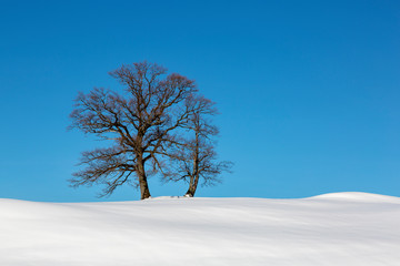 Allgäu - Baum - Einzeln - Winter - Schnee