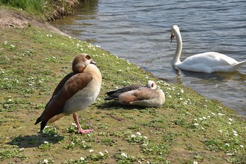 Gęsiówka (Gęś) Egipska © Iwona
