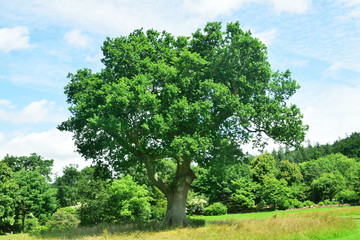 Woodland and Trees.