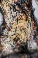 Bio Mikro Welt der Kleinsten Dinge