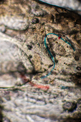Bio Mikro Welt der Kleinsten Dinge