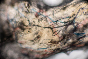 Bio Mikro Welt der Kleinsten Dinge