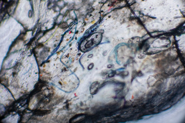 Bio Mikro Welt der Kleinsten Dinge