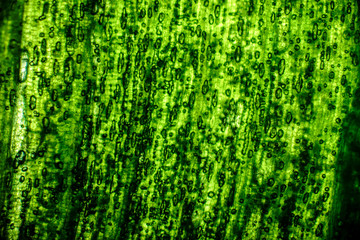 Fototapeta premium Bio Mikro Welt der Kleinsten Dinge