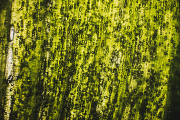 Bio Mikro Welt der Kleinsten Dinge